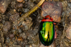 Kuschelina gibbitarsa