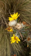 Senecio mairetianus