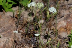 Perideridia parishii