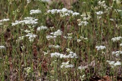 Perideridia parishii