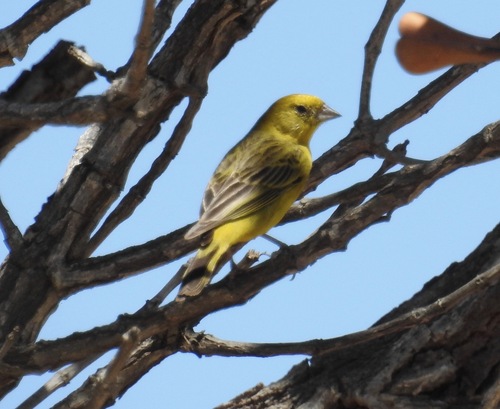 Stripe-tailed Yellow Finch (Sicalis citrina), photo 7