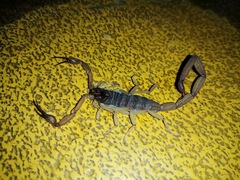 Centruroides ochraceus