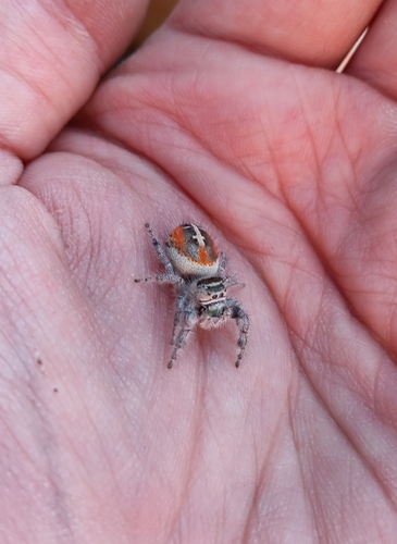 Canopy jumping spider photo 6