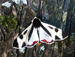 Dysschema centenaria