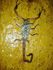 Centruroides ochraceus
