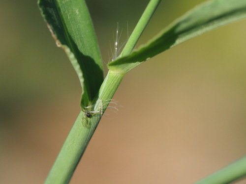 Image of Digitaria nuda by (c) Kevin Faccenda, some rights reserved (CC BY)