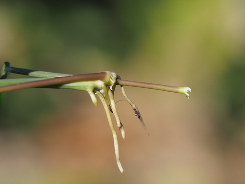 Digitaria nuda, 2023-12-02