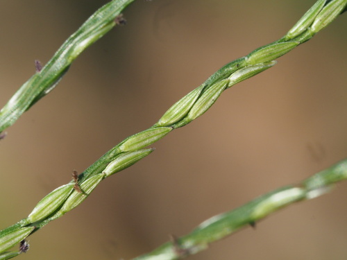 Image of Digitaria nuda by (c) Kevin Faccenda, some rights reserved (CC BY)