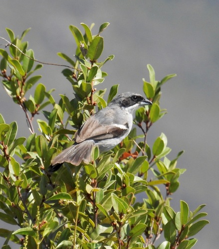 Shrike-like Tanager (Neothraupis fasciata), photo 6