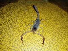 Centruroides ochraceus