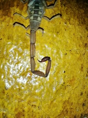 Centruroides ochraceus