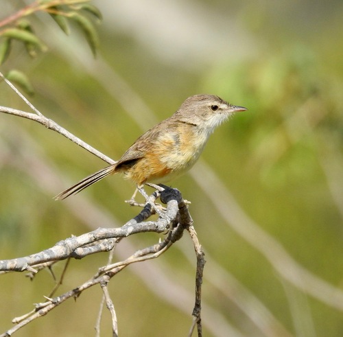Rufous-sided Scrub Tyrant (Euscarthmus rufomarginatus), photo 6