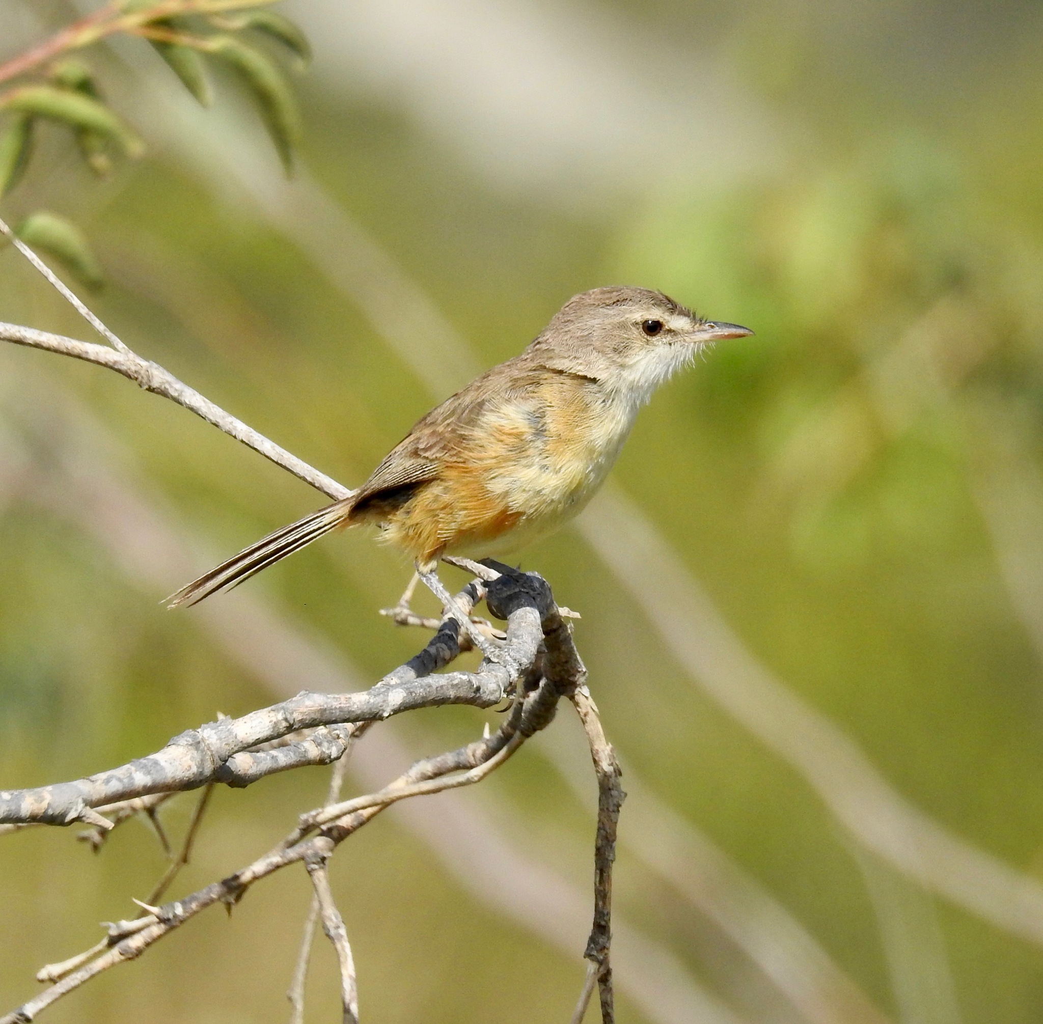 Rufous-sided Scrub Tyrant (Euscarthmus rufomarginatus), photo 1