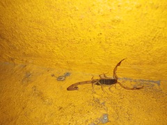 Centruroides ochraceus