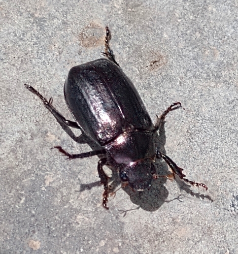 Leucothyreus homonychius
