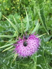 Oxythyrea noemi