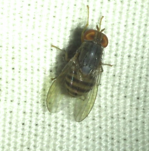 Homoneura hawaiiensis observed 2023-12-16