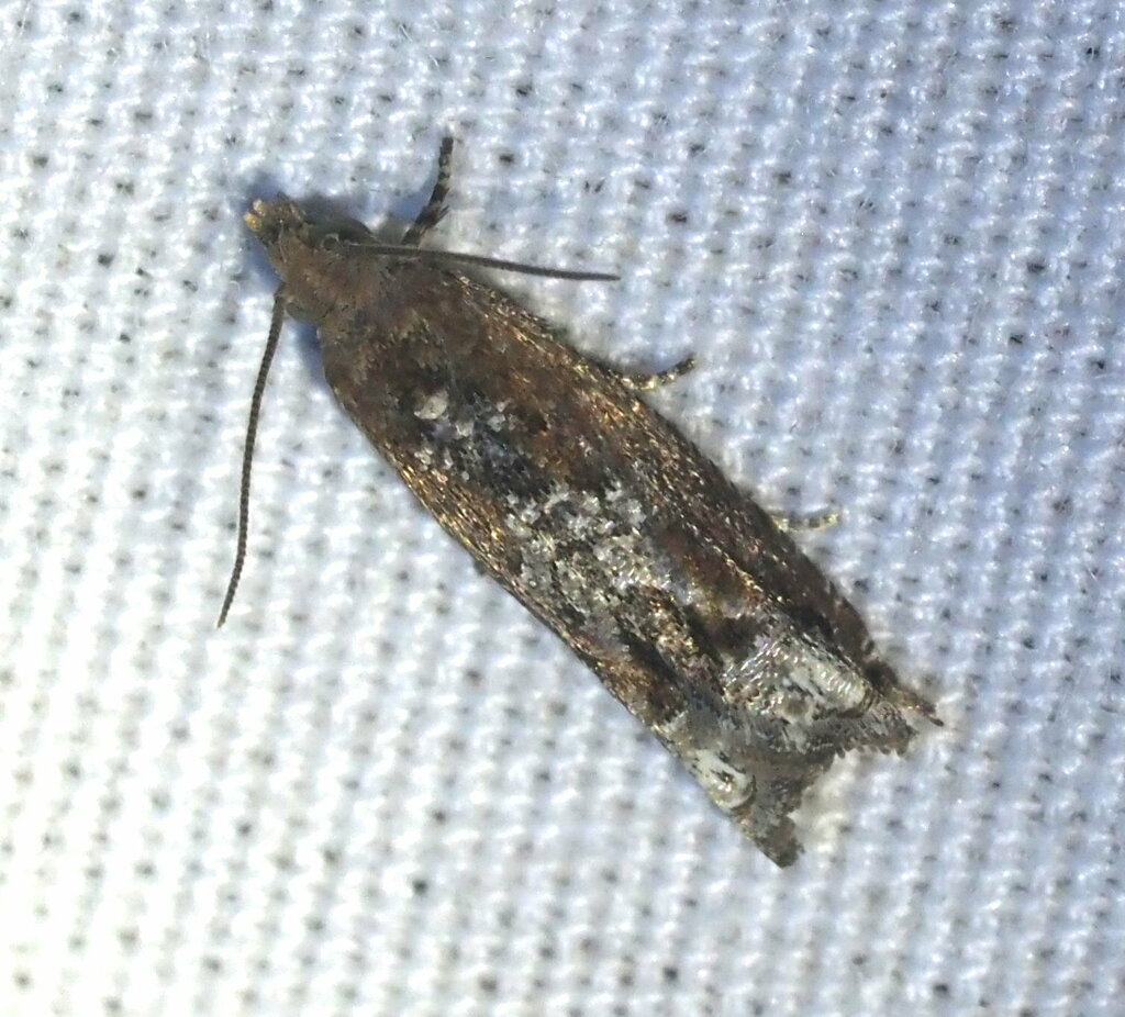 Petiole-boring Moth