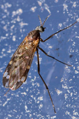 Sylvicola alternatus