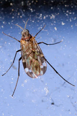 Sylvicola alternatus