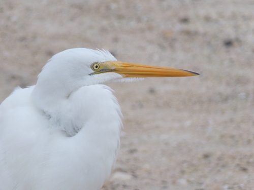 American Great Egret