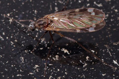 Sylvicola alternatus