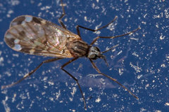 Sylvicola alternatus