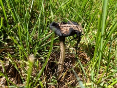 Coprinus calyptratus