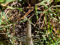 Coprinus calyptratus