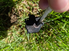 Coprinus calyptratus