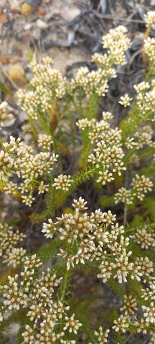 Image of Helichrysum niveum by (c) Adele SL, some rights reserved (CC BY)