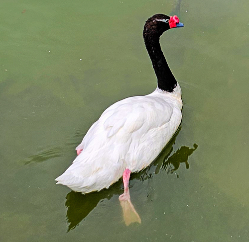 Cygne à cou noir