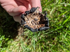 Coprinus calyptratus