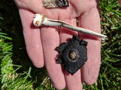 Coprinus calyptratus