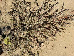 Atriplex pacifica