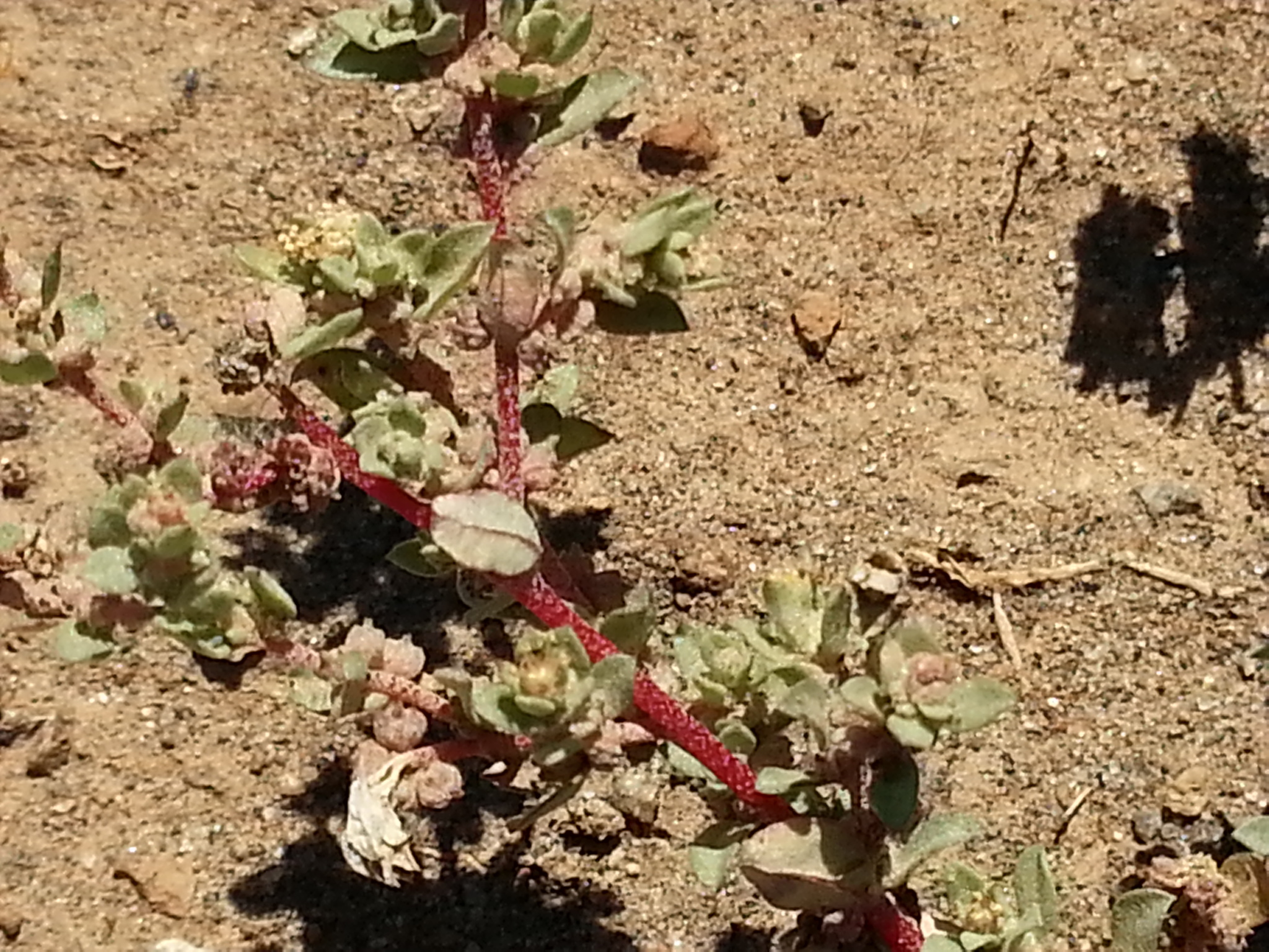 Atriplex pacifica