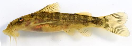 Phongolo catlet (Chiloglanis emarginatus) — Mochokidae — 5