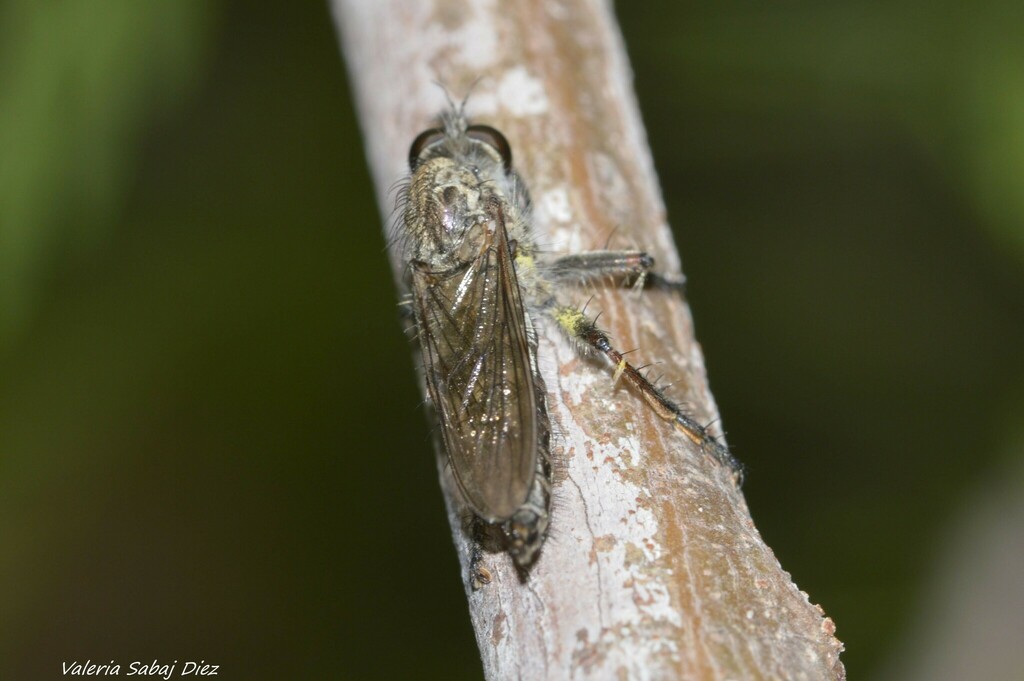 Cratopoda emarginata