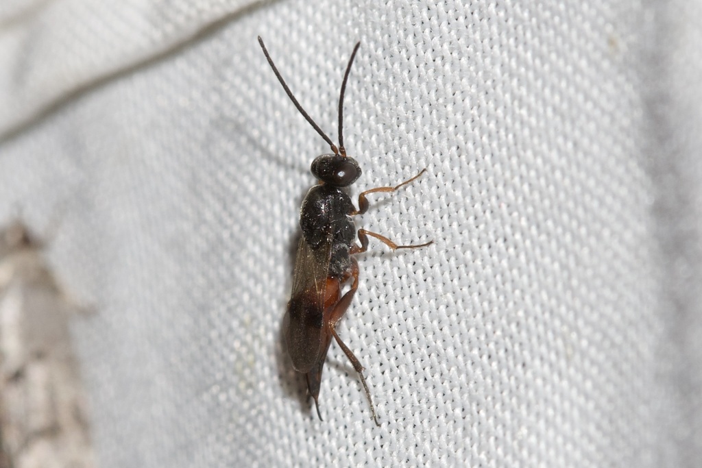 Apoglypha