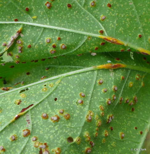 Hollyhock Rust