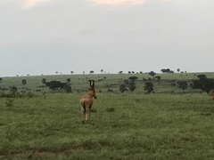 Alcelaphus buselaphus lelwel