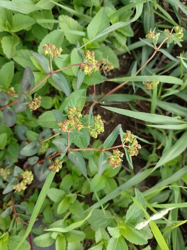 Image of Euphorbia berteroana by (c) Tomás Carranza Perales, some rights reserved (CC BY)