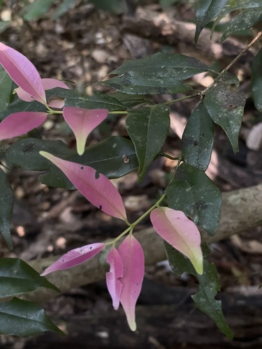 Syzygium gardneri, 2023-12-19