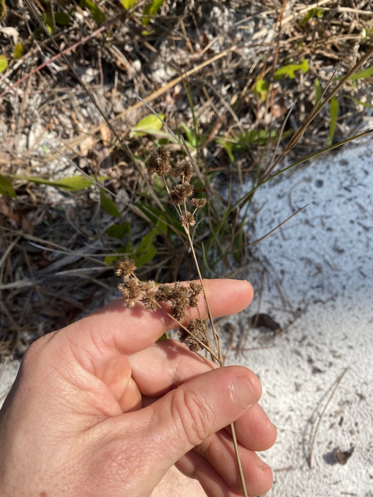 rushes from Punta Gorda, FL, US on December 27, 2023 at 12:39 PM by ...