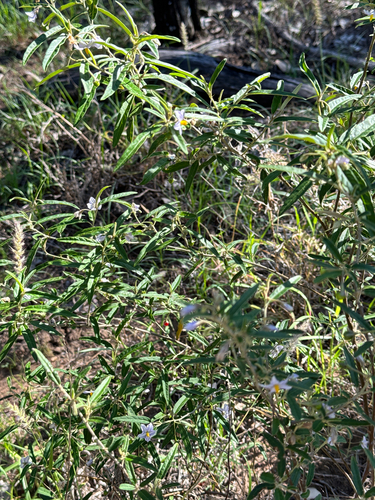 Solanum parvifolium ssp. parvifolium