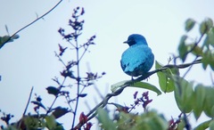 Cotinga amabilis image