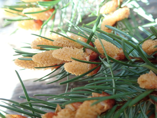 Douglas-fir (Pseudotsuga menziesii)