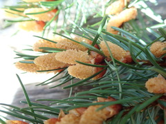Gewöhnliche Douglasie (Pseudotsuga menziesii): Herkunft und Verwendung — Foto 2