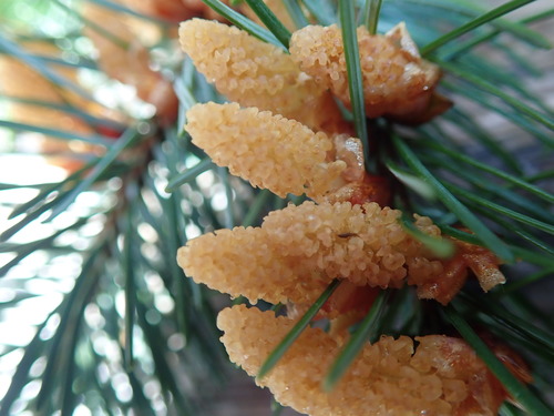 Pseudotsuga menziesii