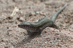 Podarcis carbonelli berlengensis